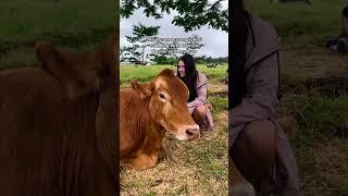 Life dream accomplished cuddling with cows in Hawaii #shorts #relatable #girls
