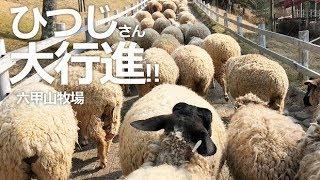 ひつじさんの大行進【六甲山牧場】もこもこひつじさん達の群れにまじってまきばへ行こう!!