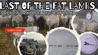 LAST OF THE FAT LAMBS | prepping and selling the last fat lambs