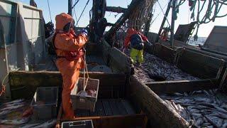 Alaska's Pollock Fishery: A Model of Sustainability