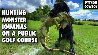 Hunting Monster Iguanas On A Public Golf Course To Protect Wildlife