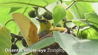 Oriental White-eye Zosterops palpebrosus