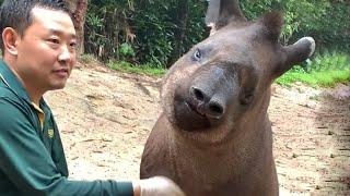 Laugh Out Loud | FUNNIEST Animals Of The Week 
