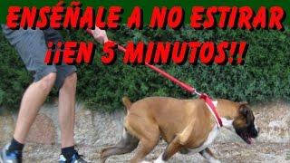 Adiestramiento Canino Enséñale a No Tirar de la Correa en 5 Minutos