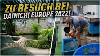 Zu Besuch bei Dainichi Europe 2022! Deutschlands größte Koi-Aufzucht!