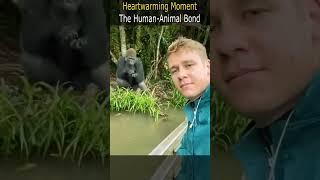 Heartwarming Moment | The Human Animal Bond #gorilla