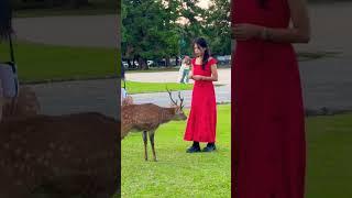 Nara Park deer  in japan #naradeerpark