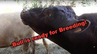 Bull is Ready For Breeding: Dexter Cattle Breeding Season!