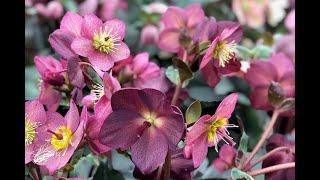 Hellebores & Winter Bloomers