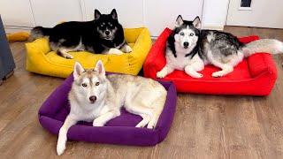 Bought a Bed for Each of My Husky Dogs