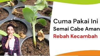 7 Rekomendasi Fungisida Cegah Rebah Kecambah! Dijamin Semai Cabe Sukses 100%