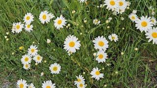 Picking up wild daisies.