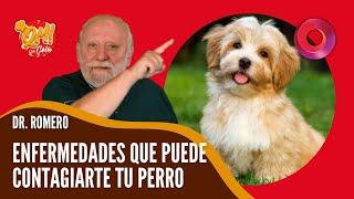 Enfermedades que me puede contagiar mi perro