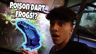 Buying 6 POISONOUS Dart Frogs For Giant Indoor Vivarium!!