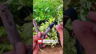 Test the Power #Hunting #slingshot #diy #trending #tech #youtubeshorts #youtube