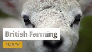 British Farming - 12 Months On A UK Farm: March