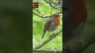 MASTERAN BURUNG JUARA #canary #gacor #muraibatu #masteranburung