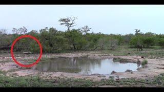 Baboon Gets A Fright When it Sees Leopard | Kruger National Park