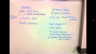 Video 3 - Skeletal System - Skeleton Diagram Explanation