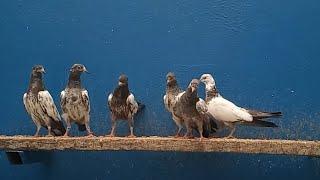 Baby Pigeons