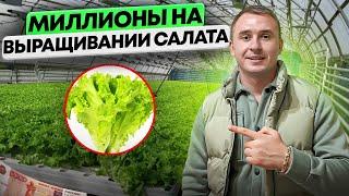 Выращивание салата в теплице. Зелень на гидропонике