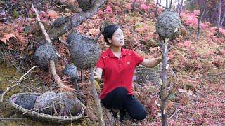 Ella Harvesting Ant Eggs and processed into food Go to the market to sell