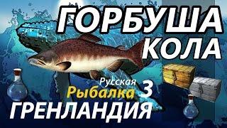 Горбуша Кола  / РР3 [Русская Рыбалка 3 Гренландия]