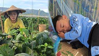 Single Mom: Harvesting Cabbage and Taking Care of Her Son with Delicious Meals