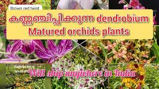 Latest dendrobium large plant collection ||plants for sale all over India || ( SK orchids)