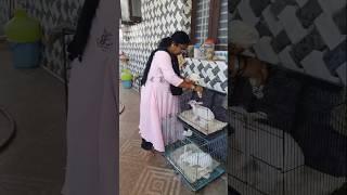 Food feeding for our home pets rabbits   #bassboosted #howtoearninrabbitfarming #comedyshorts