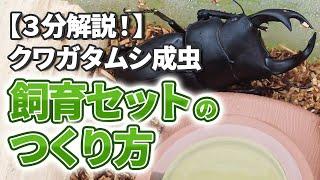 【３分解説！】クワガタムシ成虫の飼育セットの作り方必要な用品の説明や実際のセット方法を専門店が分かりやすくご紹介します！