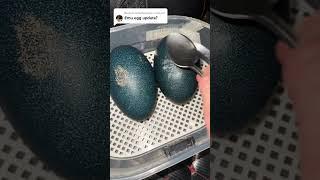 Emu egg update