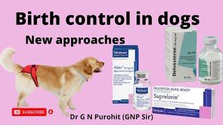 How to Safely Abort a Dog Pregnancy at Home!