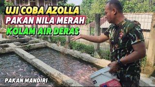 BRIMOB TRIALS AZOLLA AS AN ALTERNATIVE FEED #TILA FISH IN A POOL OF DERAS WATER #fish #viralvideo