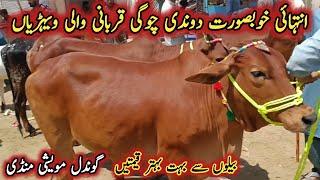 Beautiful Cows For Qurbani 2024 Latest Prices On Gondal Maweshi Mandi By My Life Channel