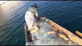 صيد سمك الكارب في نهر الفرات ريف حلب الشرقي