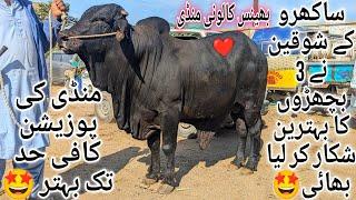 Bhains Colony Mandi Karachi Cattle Latest Rates Update 18 December 2024 | Cow Mandi 2025