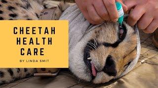 Health care during cheetah immobilization with the Endangered Wildlife Trust Conservation filmmaking