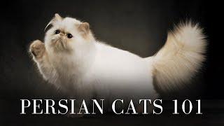 Persian Cats 101 - Everything You Need To Know