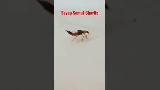 Semut Charlie (Tomcat) #shorts #semut #tomcat #semutcharlie