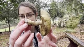 How to ID Suillus mushrooms