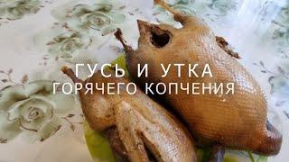 Горячее копчение гуся и утки, дикий гусь и дикая утка