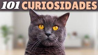 101 CURIOSIDADES sobre los GATOS que no conocías 