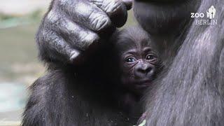 Berlin Zoo on sex of baby gorilla: It's a girl!