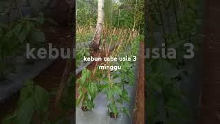 petani muda milenial berkebun