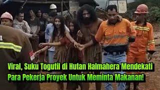 Viral, suku Togutil di hutan Halmahera mendekati para pekerja proyek untuk meminta makanan!?