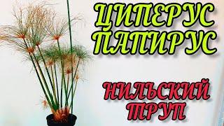 ЦИПЕРУС ПАПИРУС НИЛЬСКИЙ ПОПЫТКА НОМЕР 3 ЖИВОЙ ТРУП