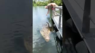 Absolutely Massive Crocodile  #shorts #animals #reptile #giant #dinosaur #zoo #crocodile