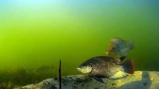 Westlakes Tilapia Busters Competition underwater footage