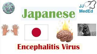 Japanese Encephalitis Virus (JEV) | Transmission, Pathogenesis, Symptoms, Diagnosis, Treatment